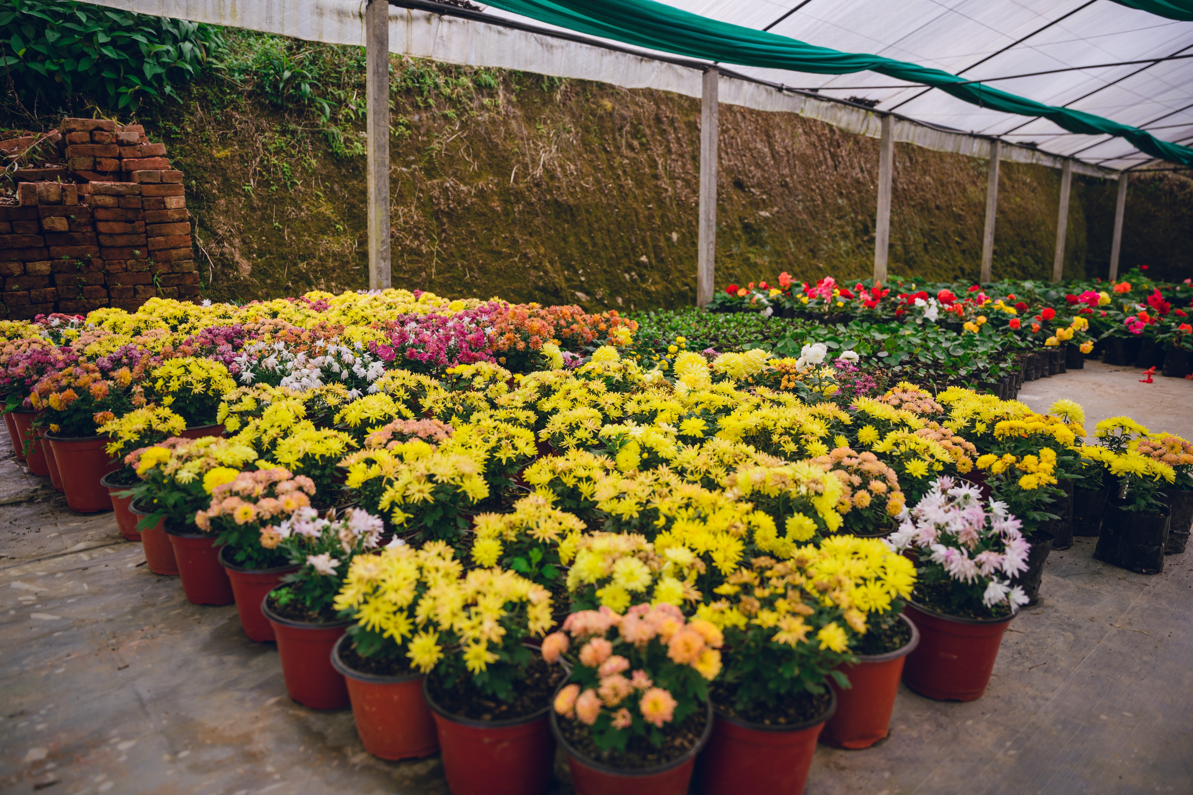 Plant collection at Shristy Nursery