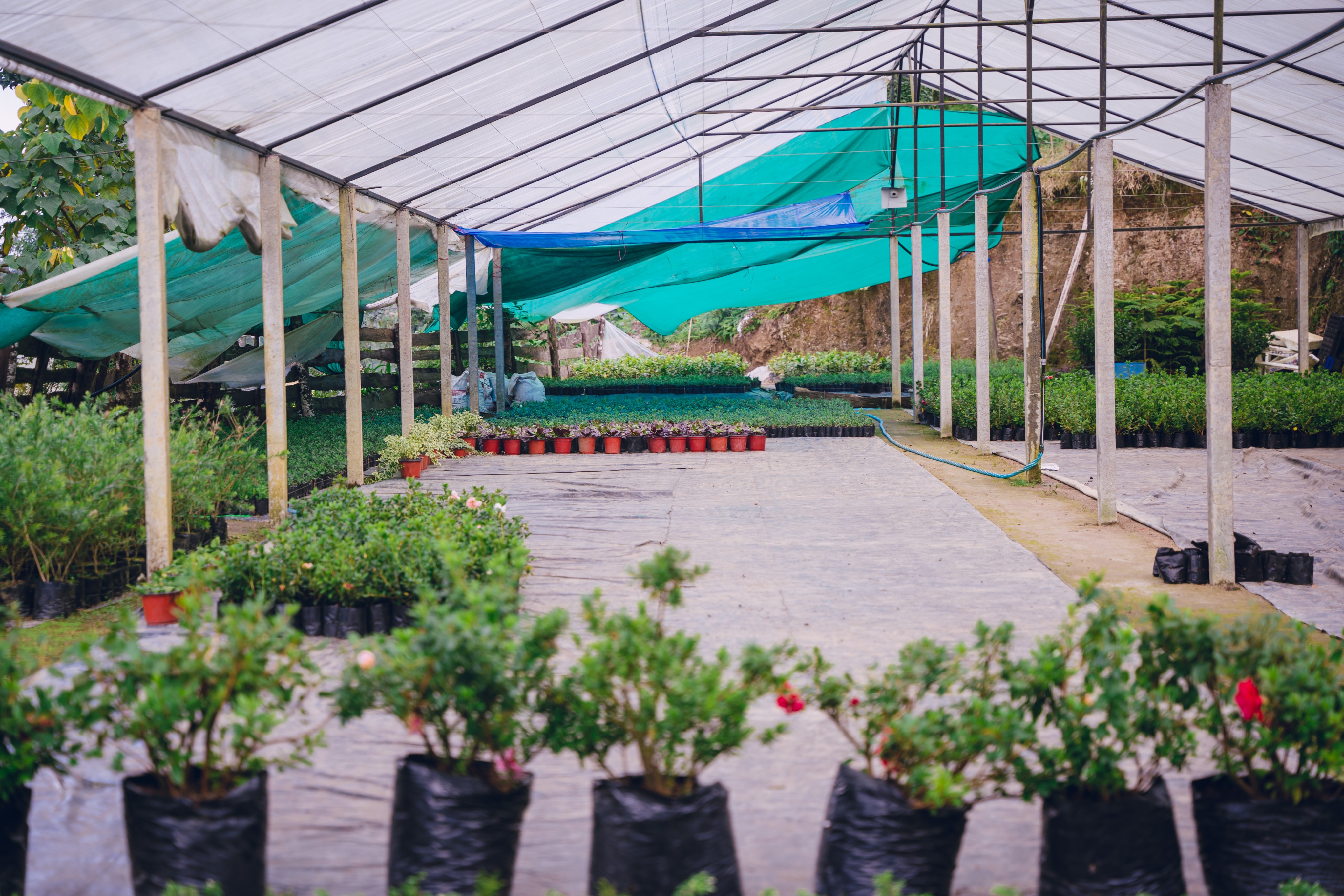 Garden view at Shristy Nursery