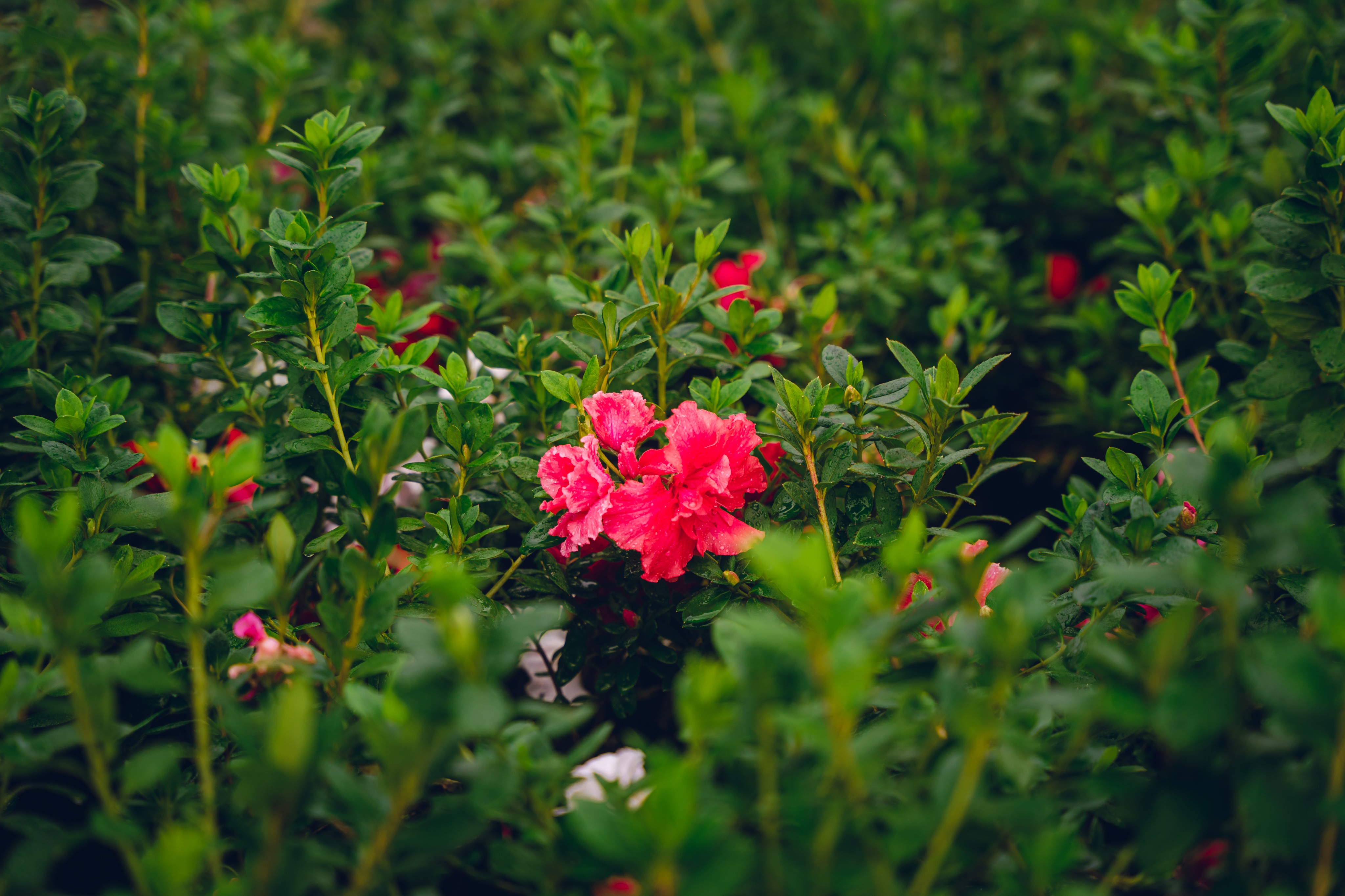 Plant varieties at Shristy Nursery