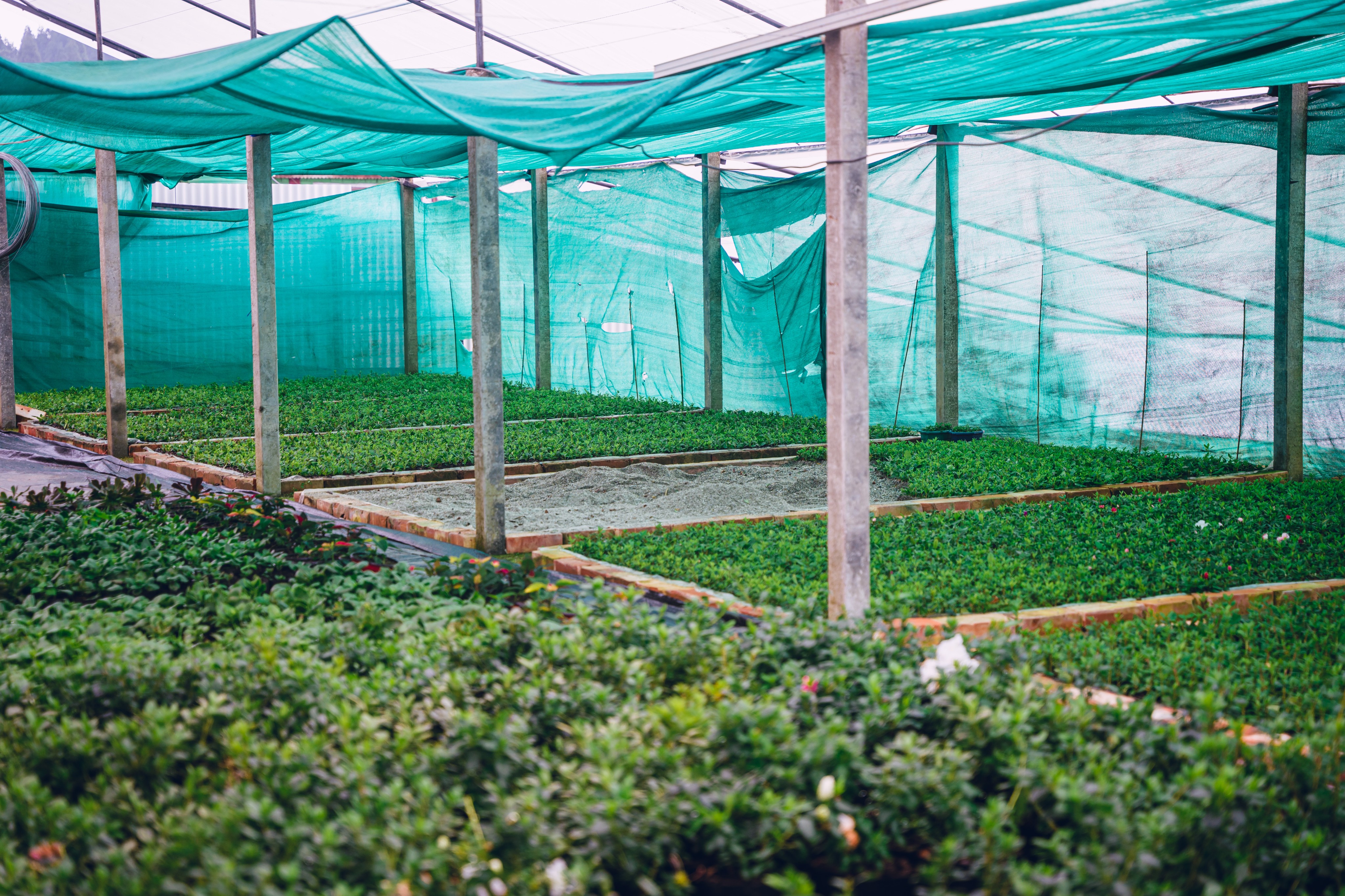 Greenhouse view at Shristy Nursery