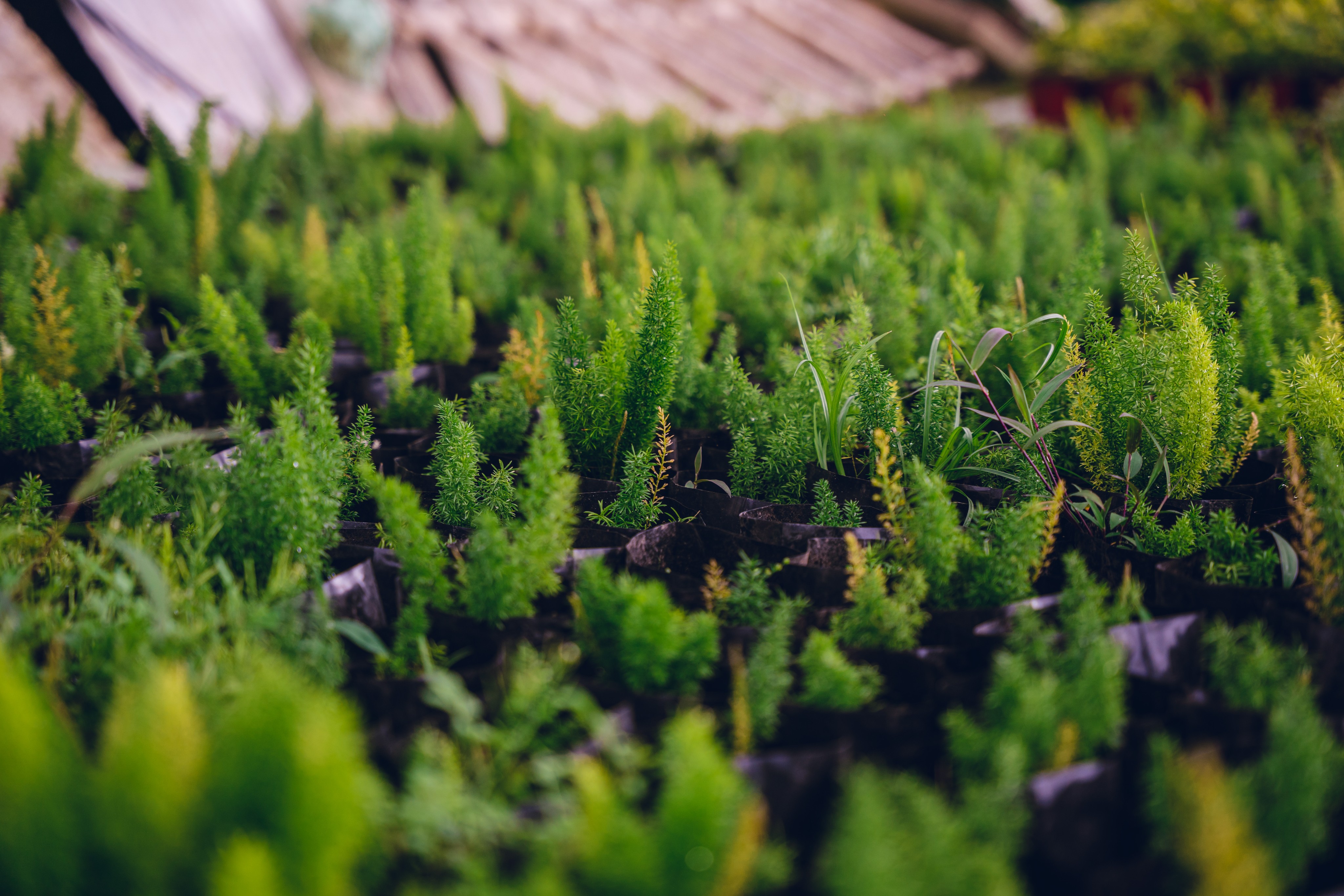 Plant care at Shristy Nursery